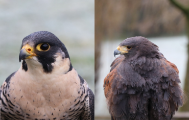 How Do You Tell If A Bird Is A Hawk Or A Falcon?