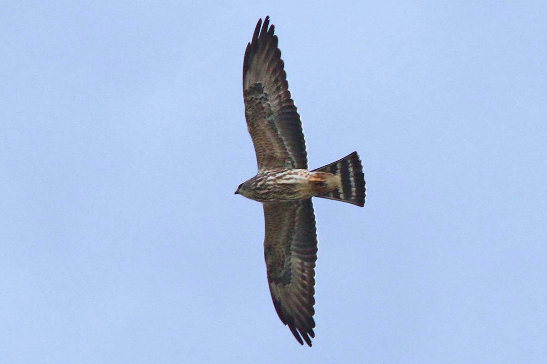 Is a kite the same as a falcon?