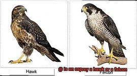 Is an osprey a hawk or a falcon?