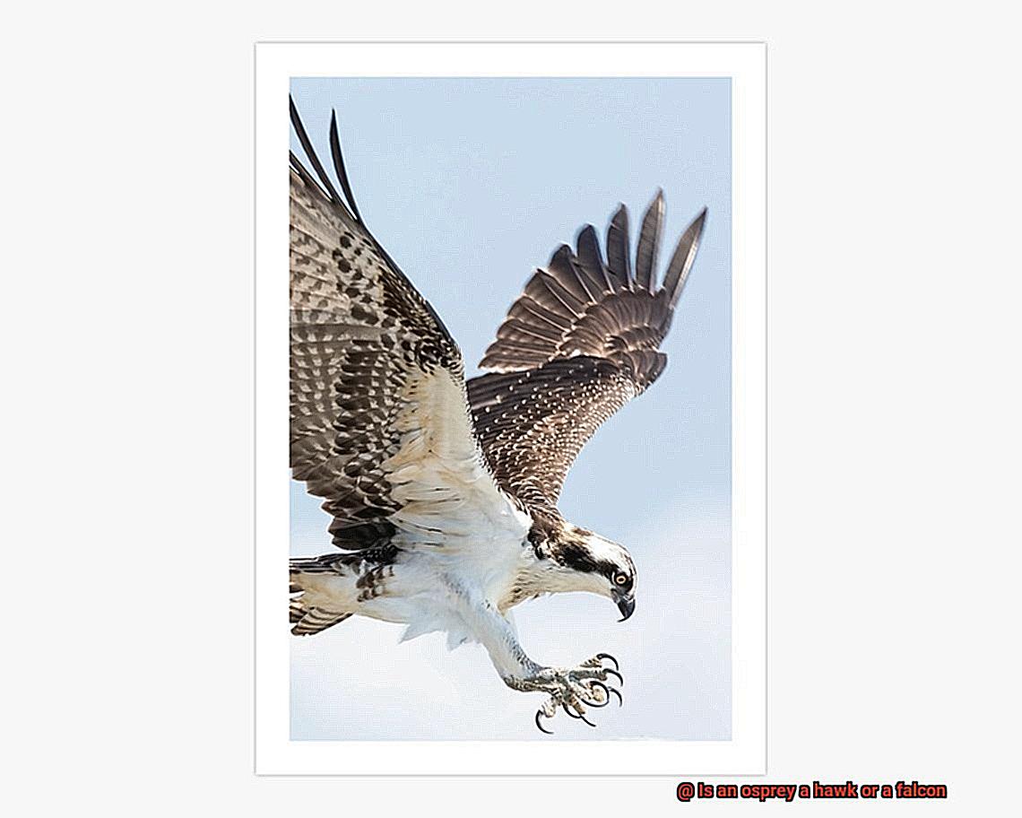 Is an osprey a hawk or a falcon-2