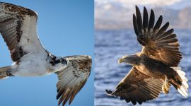 How Can You Tell The Difference Between A Hawk And An Osprey?