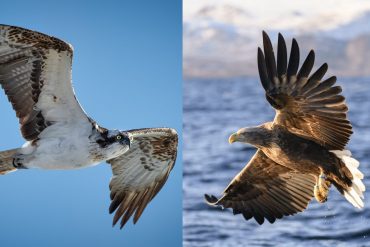 How Can You Tell The Difference Between A Hawk And An Osprey?
