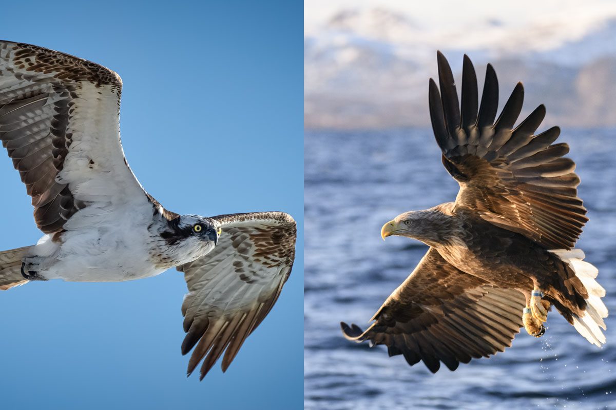 difference between a hawk and an osprey