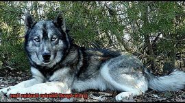 Are Agouti Siberian Huskies Rare?