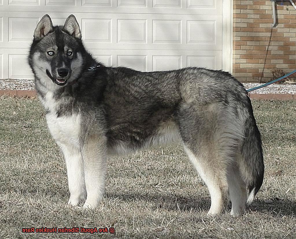 Are Agouti Siberian Huskies Rare-3