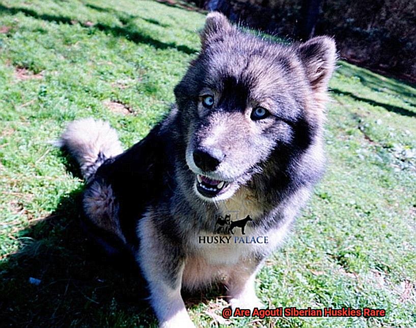 Are Agouti Siberian Huskies Rare-2