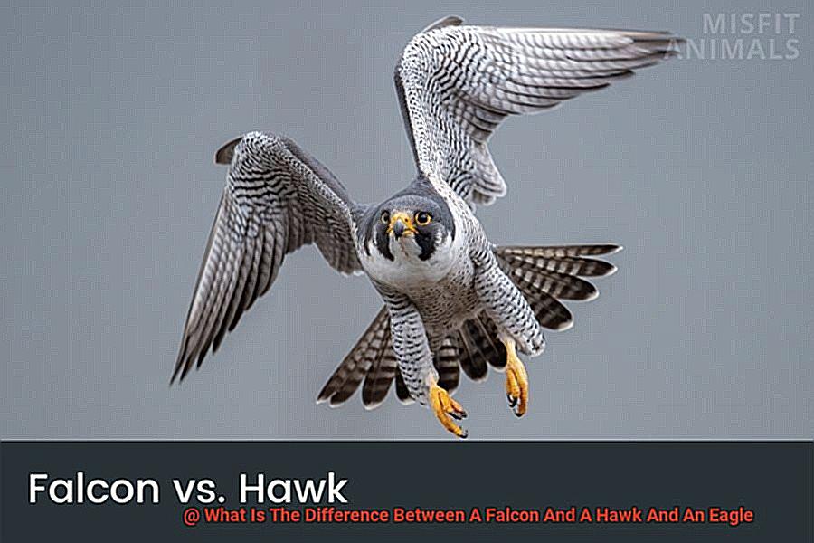 What Is The Difference Between A Falcon And A Hawk And An Eagle-3