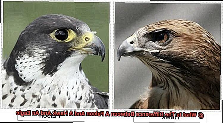 What Is The Difference Between A Falcon And A Hawk And An Eagle-5