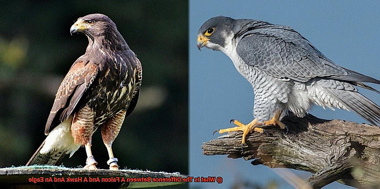 What Is The Difference Between A Falcon And A Hawk And An Eagle-2