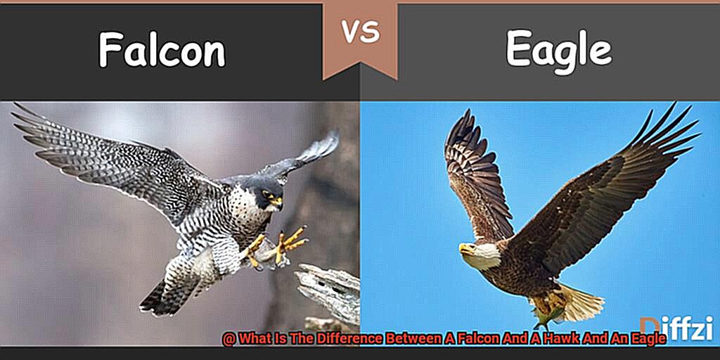 What Is The Difference Between A Falcon And A Hawk And An Eagle-7