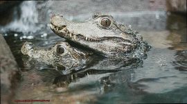 Are Alligators Crocodiles And Caimans Related?