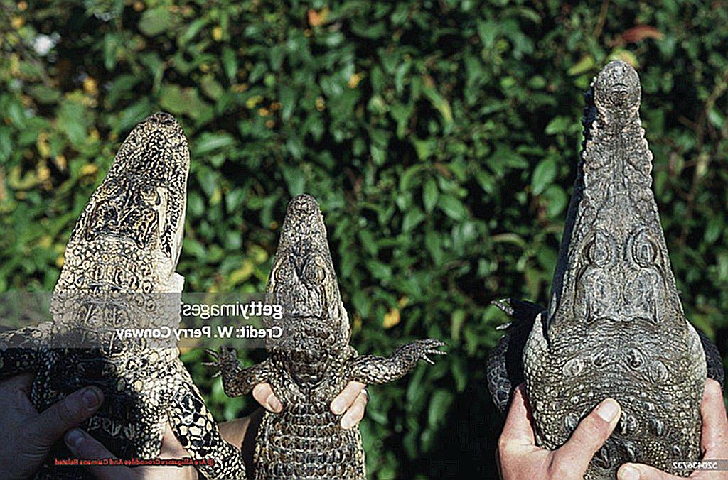 Are Alligators Crocodiles And Caimans Related-2