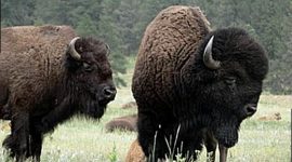 Are Bison And Ox The Same Thing?