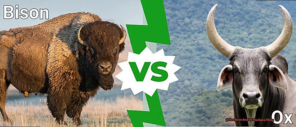 Are Bison And Ox The Same Thing-2