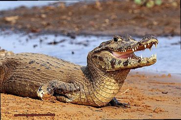 Are Caiman And Alligators The Same?