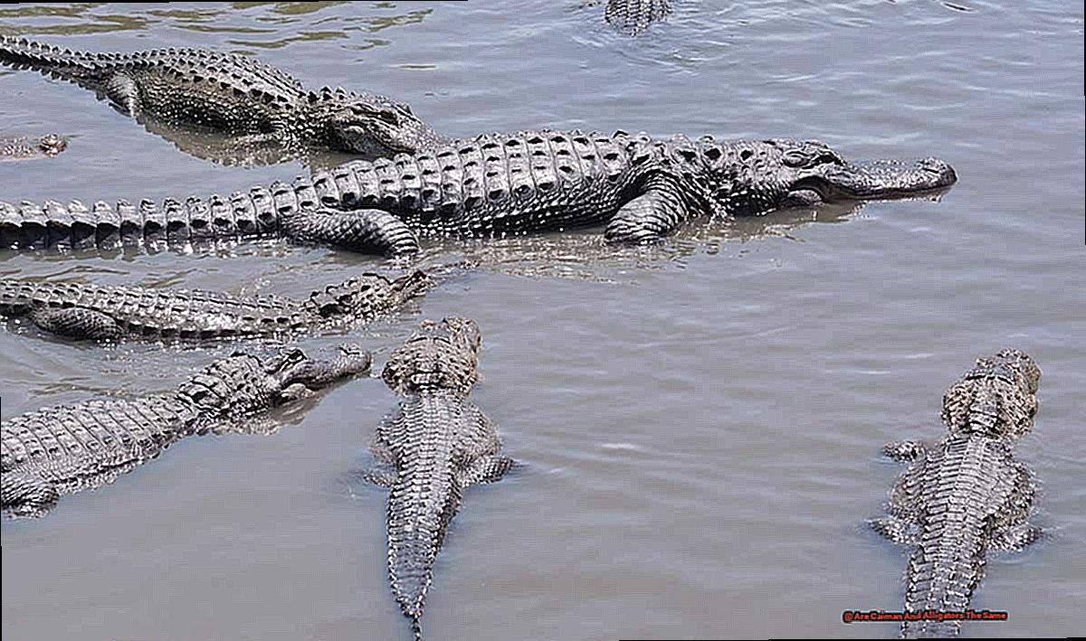 Are Caiman And Alligators The Same-2