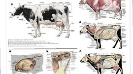 Are Cattle Male And Female?