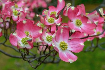 Are Dogwood Trees And Cherry Blossom Trees The Same Species?
